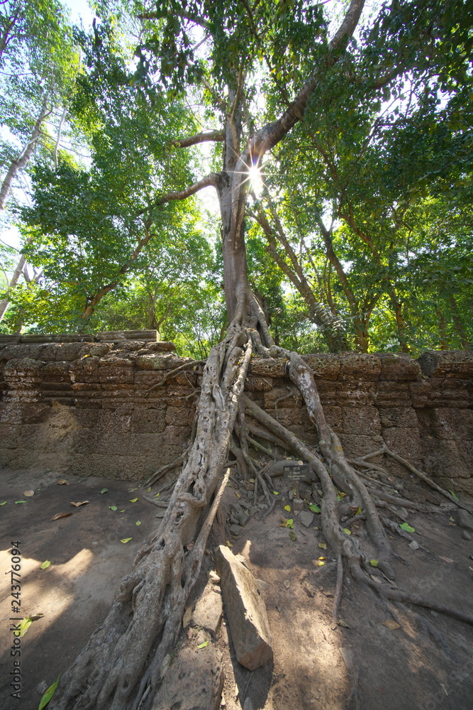 Siem Reap,Cambodia-Januay 11, 2019: Roots of a spung or Tetrameles running along the gallery in Ta Phrom temple in Siem Reap, Cambodia
