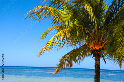 Beach front coconut tree