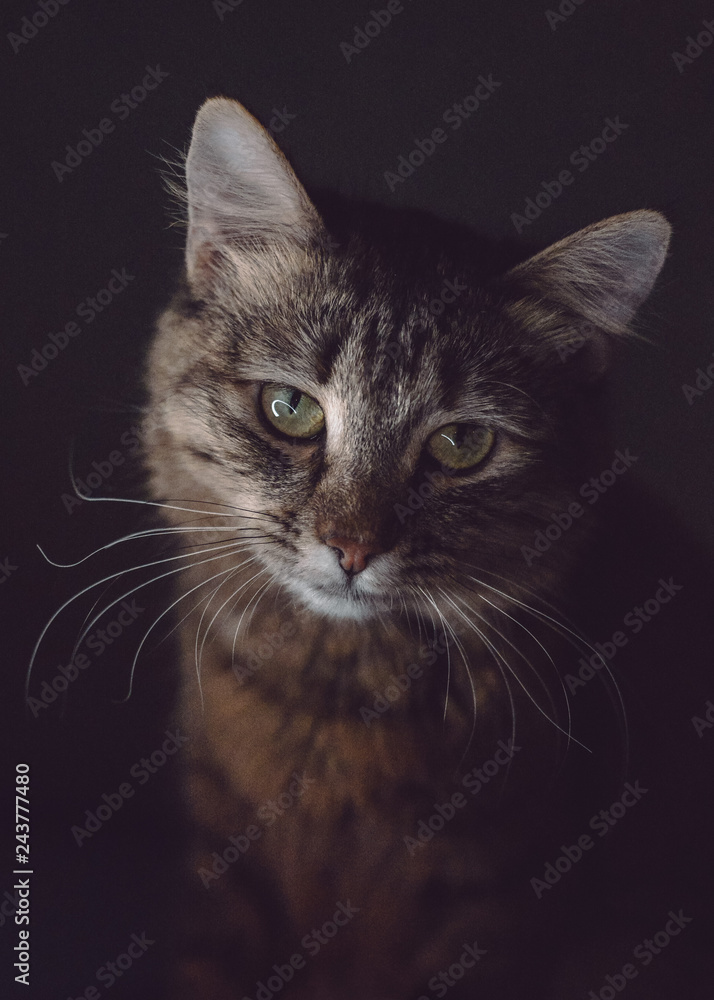 night portrait of tabby kitty