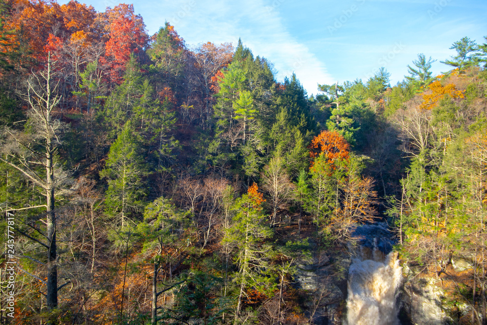 View of the autumn forest View of the autumn forest