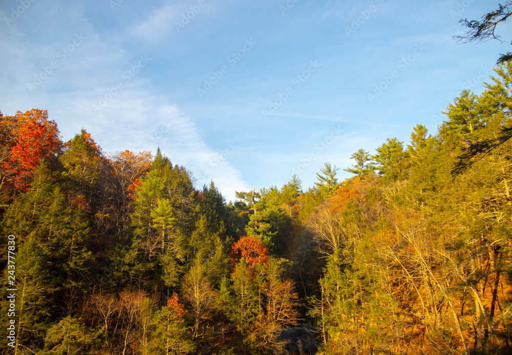 View of the autumn forest