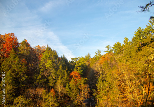 View of the autumn forest