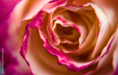 Close up of pink and white rose