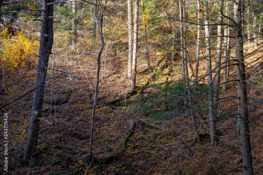 Obraz premium Autumn forest