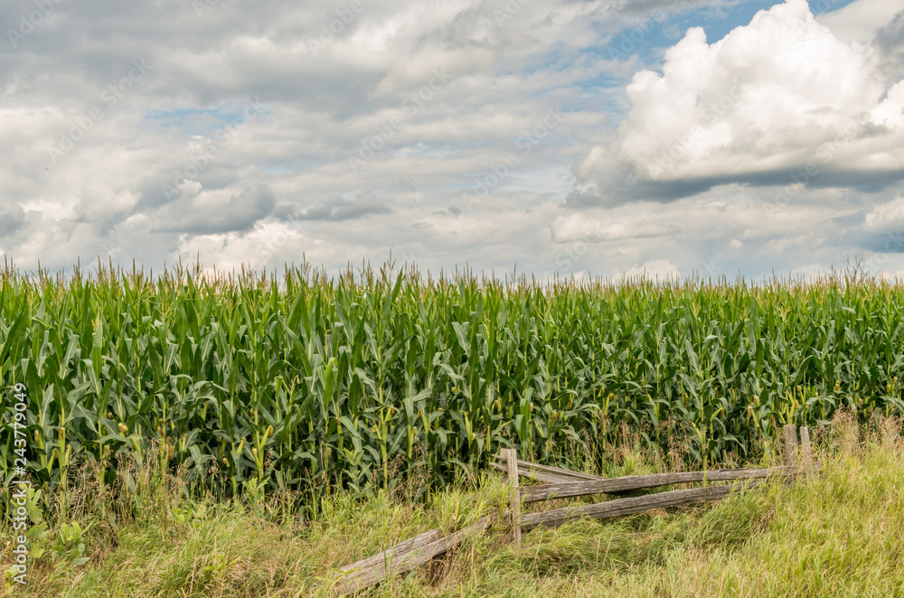 Cornfield and fence Cornfield and fence