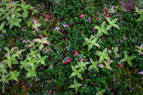Crowberries and Lingonberries