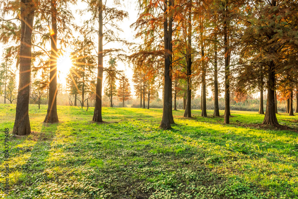 Naklejka premium Beautiful autumn forest on a sunny day