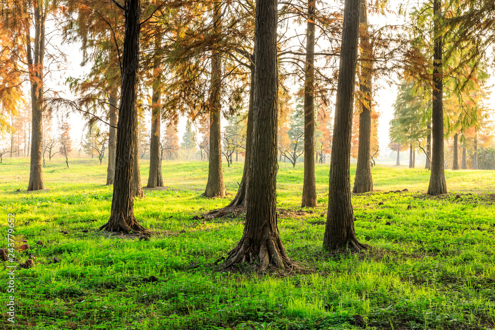 Beautiful autumn forest on a sunny day Beautiful autumn forest on a sunny day