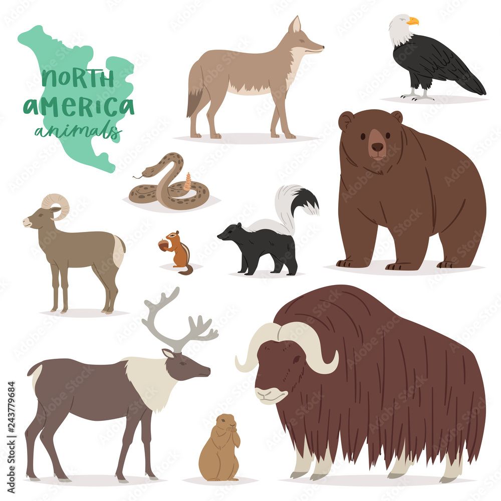 Animal vector animalistic character in forest bear deer elk in America wildlife illustration set of American predator mountain goat isolated on white background