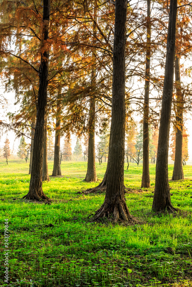 Obraz premium Beautiful autumn forest on a sunny day