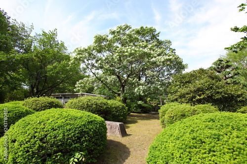 岡崎公園のなんじゃもんじゃの木