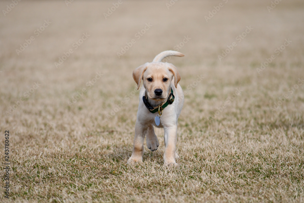 Focused Yellow Lab Puppy Looking at Camera Focused Yellow Lab Puppy Looking at Camera