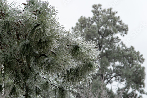Pine Trees Covered in Ice after Winter Storm Gia