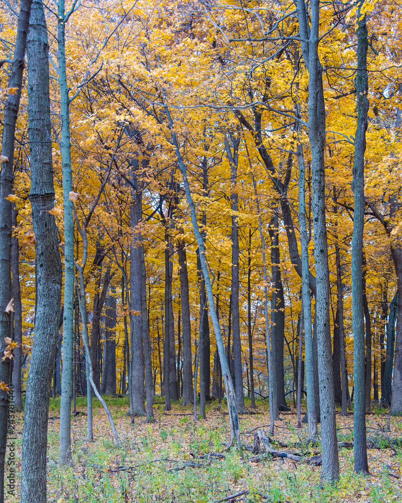 Obraz premium Autumn colors at the arboretum