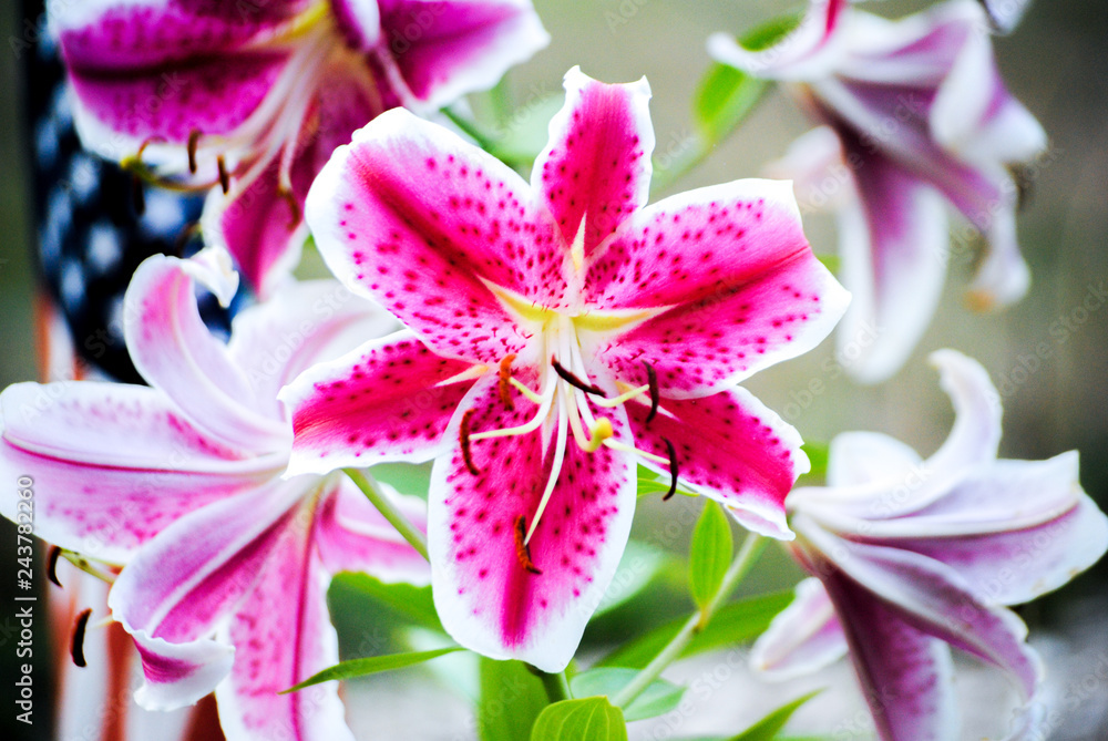 Fototapeta premium Beautiful Lilly in a garden