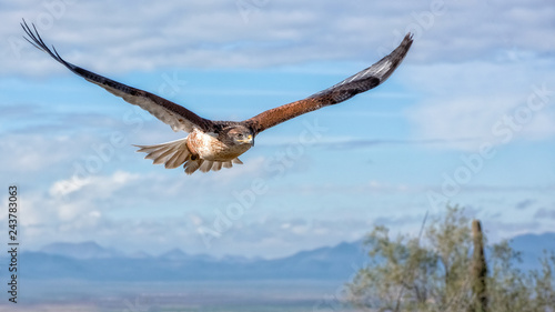 Ferruginous Hawk in Flight with Mountains and Sky as Background