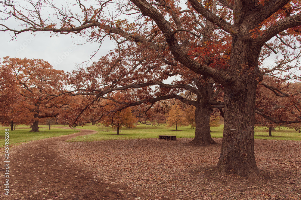 Naklejka premium old trees in the arboretum in fall