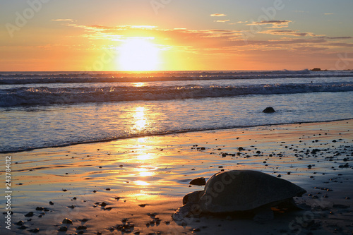 Tortuga marina camino hacia el mar