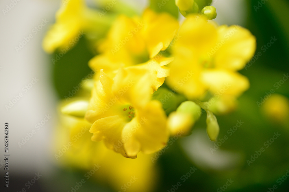 yellow Kalanchoe flower, Million star yellow Kalanchoe flower, Million star