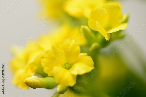 Fototapeta Naklejka Na Ścianę i Meble -  yellow Kalanchoe flower, Million star