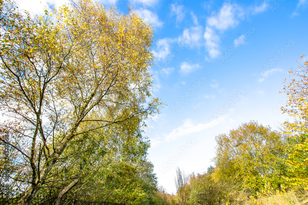 Landscape of british countryside in autumn.Sloppy tree with yellow leaves growing in woodland and blue sky with few clouds above.Nature image with copy space. 