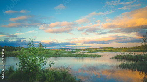 Fototapeta Naklejka Na Ścianę i Meble -  Summer sunset on a marshy lake