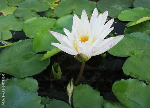 The white lotus is in the pond