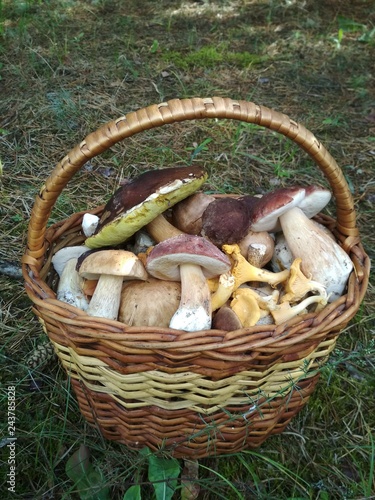 Full basket of mushrooms in the forest