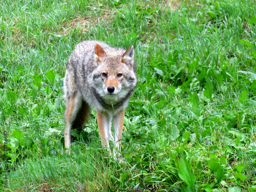 Front facing Coyote standing in the grass Front facing Coyote standing in the grass