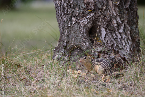 thirteen lined ground squirrel at base of tree