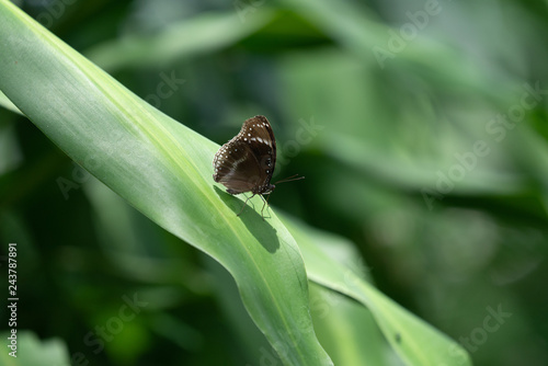 Close up of a brown butterfly on a leaf