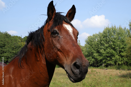 portrait of horse, polish hors, poland,  © Robert