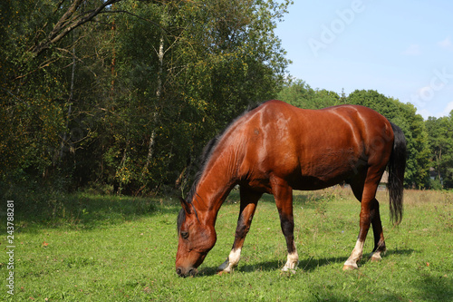 portrait of horse  polish hors  poland  