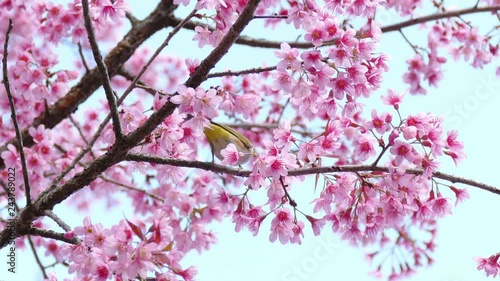 Chestnut-flanked White-eye(Zosterops Erythropleurus) ,Yellow bird on branch of Wild Himalayan Cherry tree with flower blooming