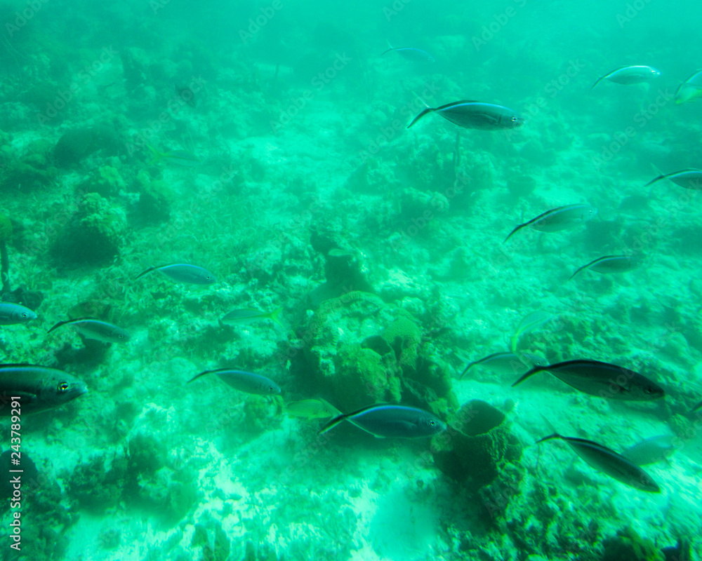 tropical schools of fish underwater