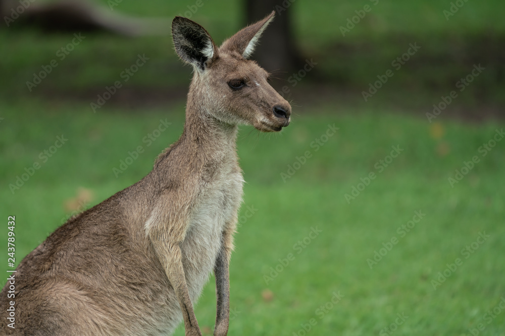Fototapeta premium Closeup of a Kangaroo