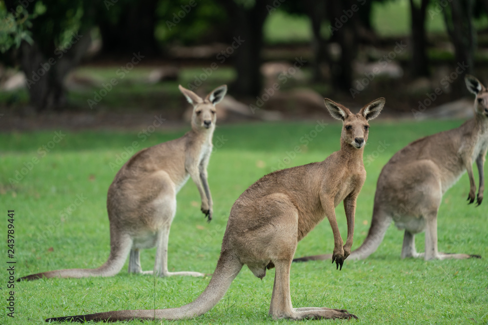Kangaroos looking towards camera in a green field in Australia Kangaroos looking towards camera in a green field in Australia