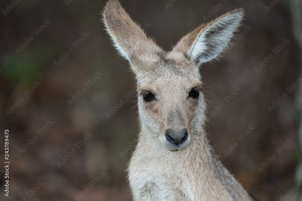 Closeup of a Kangaroo Closeup of a Kangaroo