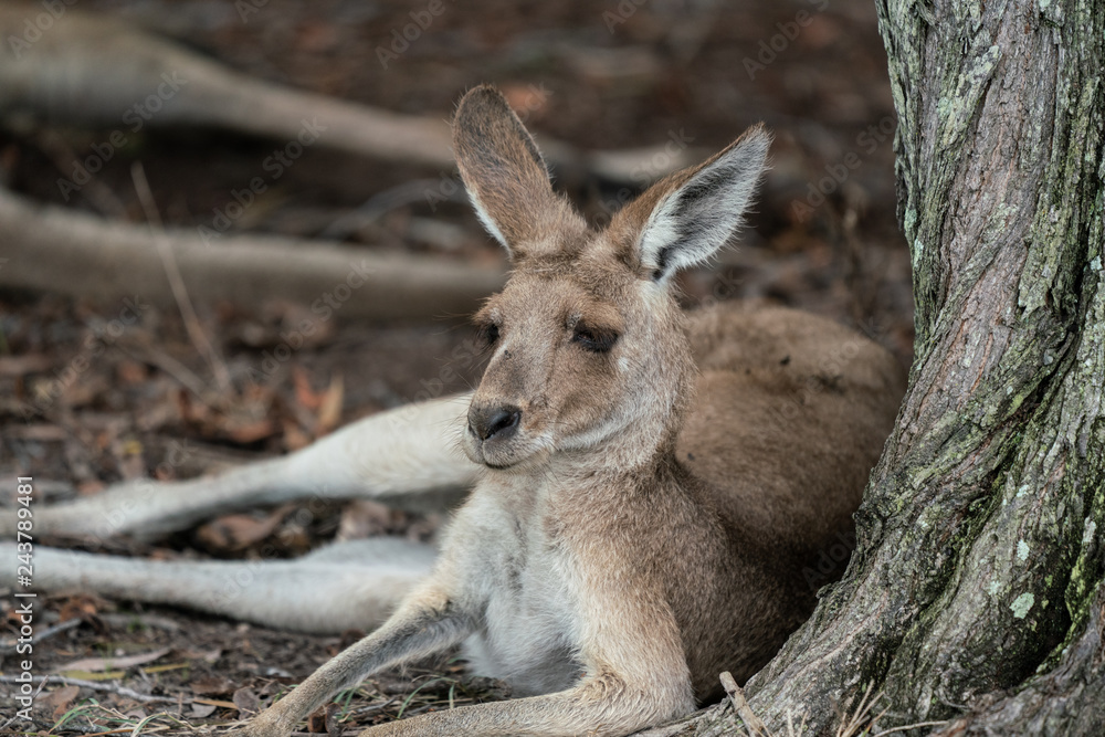Fototapeta premium Closeup of a Kangaroo lying down