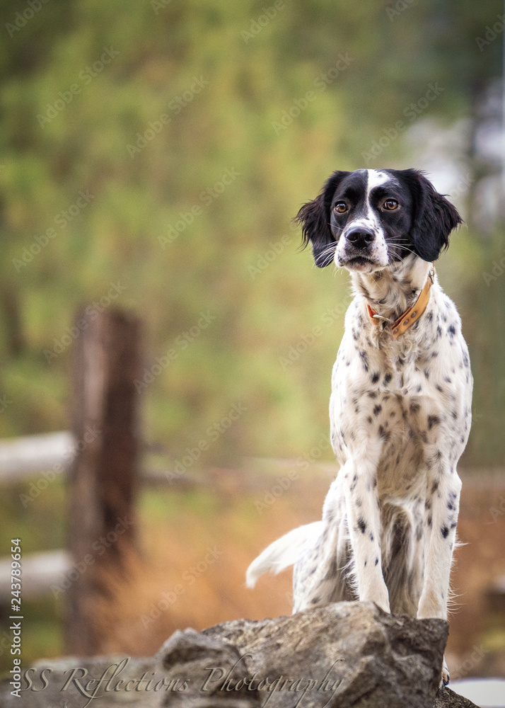 Black and top white setter