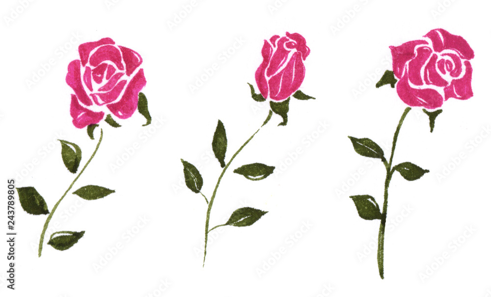 薔薇のイラスト　ピンク色