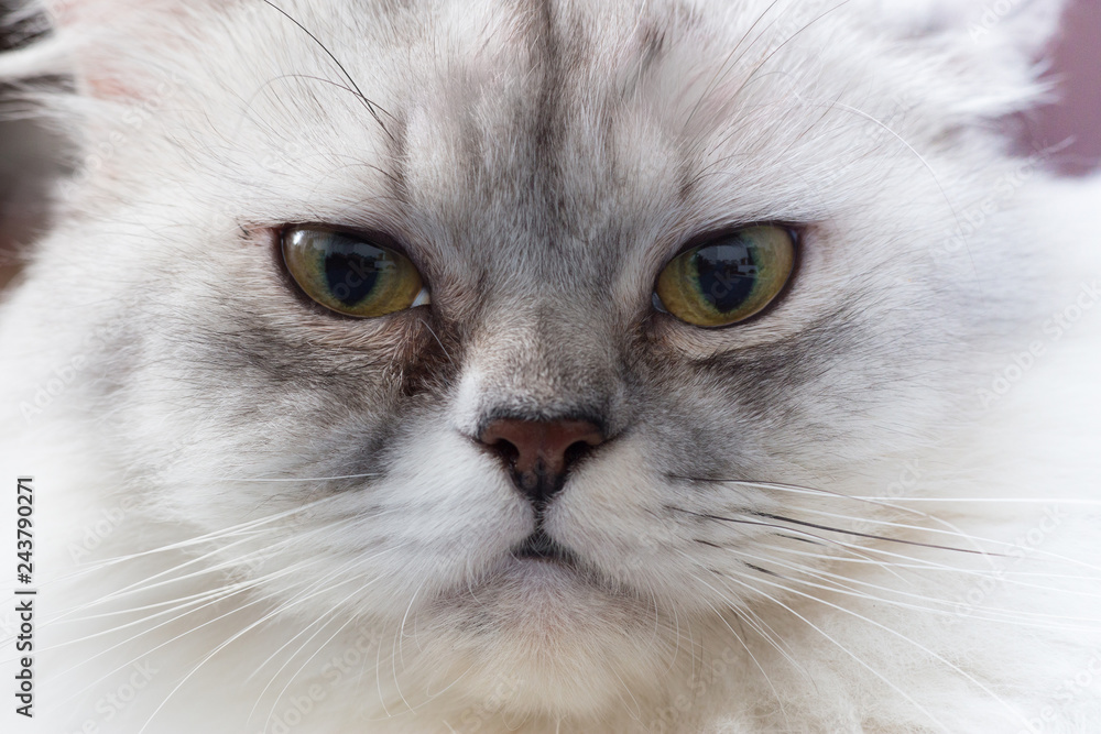 portrait of a persian cat portrait of a persian cat