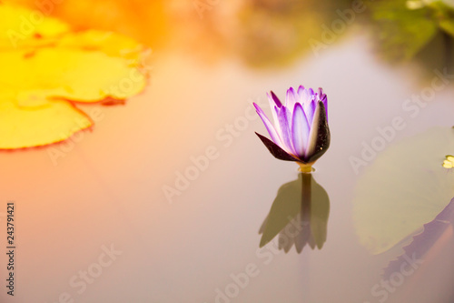Blooming of Lotus Waterlily