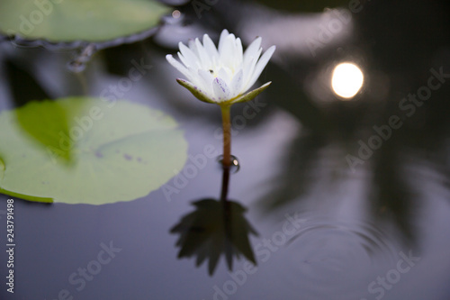 Blooming of Lotus Waterlily