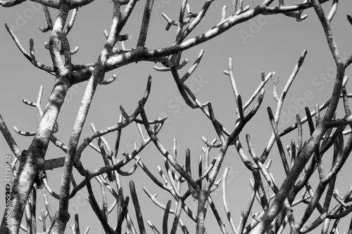 Branch of Plumeria against blue sky