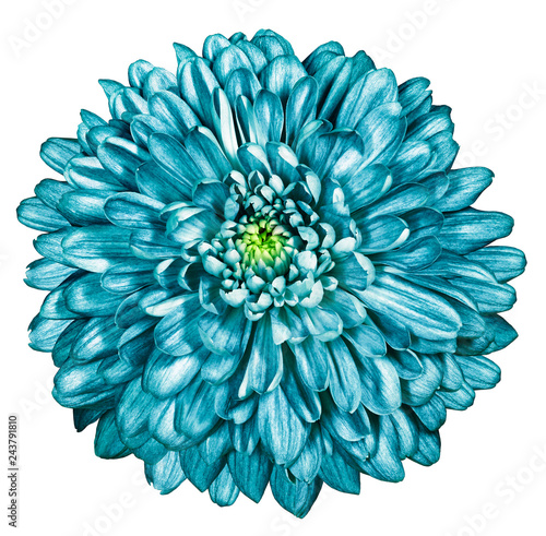 turquoise chrysanthemum on white isolated background with clipping path. For design. Close-up. Nature.