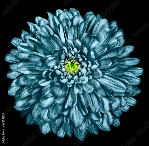 turquoise chrysanthemum on black isolated background with clipping path. For design. Close-up. Nature.