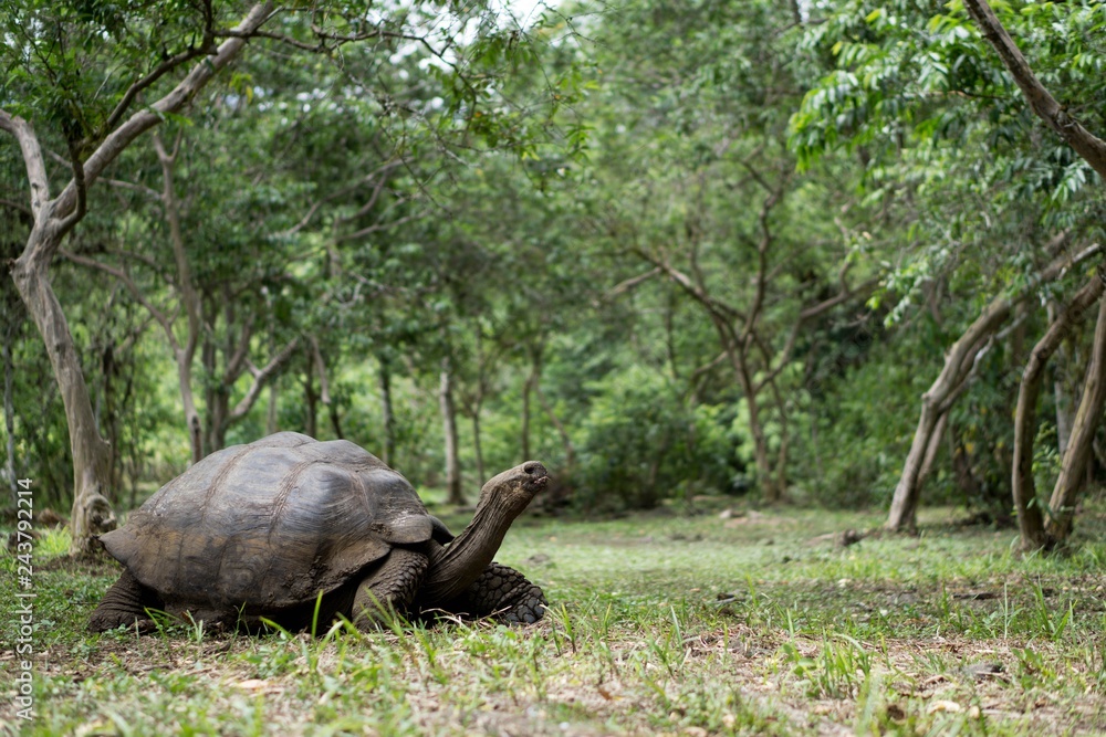 Naklejka premium Giant_Tortoise_Galapagos