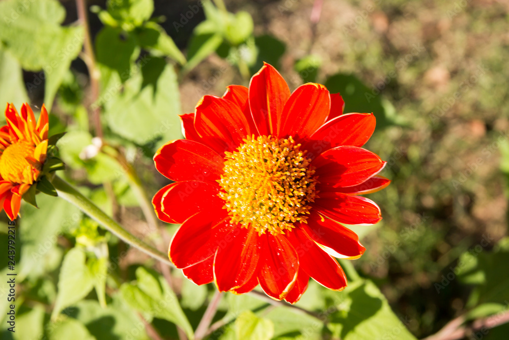 Red Sunflower blooming Red Sunflower blooming