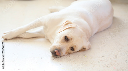 Dog-Labrador white
